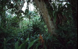 Regenwald Milne Bay, Papua-Neuguinea