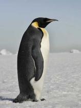 Pinguin zu Besuch 