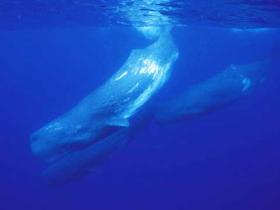 Paradies für hungrige Wale