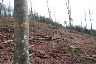 Einschlag im Spessart