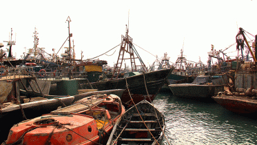 Fischerboote in Dahkla Harbour, November 2013
