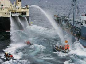 Aktion gegen japanische Walfänger 