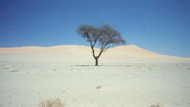 Dornenbaum in der libyschen Wüste, Juni 1996