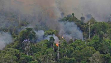 brennender Amazonas Regenwald 2019