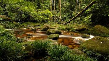 Bach im Amazonas-Regenwald, mit Moos bewachsene Steine
