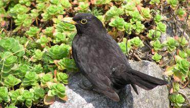 Amsel im Nest
