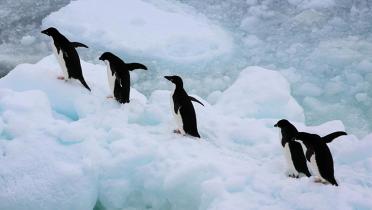 Pinguine auf Eisscholle