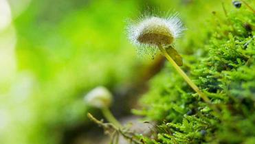 Ein kleiner Pilz mit dünnem Stiel und vielen feinen Fäden auf dem Schirm wächst aus einem Mooskissen.