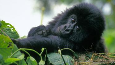 Berggorilla im Virunga Nationa Park, Demokratische Republik Kongo (DRC)