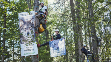 Greenpeace-Kletterer protestieren auf Bäumen im Bialowieza-Urwald in Polen gegen illegale Abholzung.