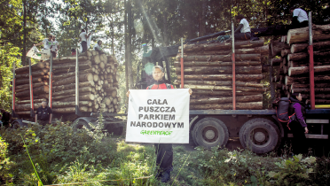 Im Bialowieza-Urwald in Polen protestieren Greenpeace-Aktivisten an einem LKW, der illegal geschlagenes Holz geladen hat.