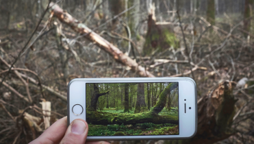 Abgeholzter Teil des Bialowieza-Urwalds in Polen; davor ein Smartphone-Foto von der ursprünglichen Ansicht des Waldes