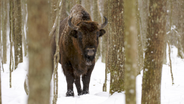 Europäisches Bison im Bialowieza-Urwald in Polen