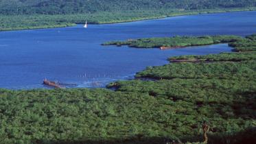 Mangroven-Wälder im Staat Bahia / Brasilien 04/15/1999