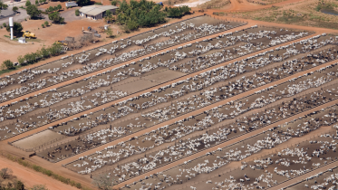 Tausende Rinder auf einer Farm in Mato Grosso, Brasilien