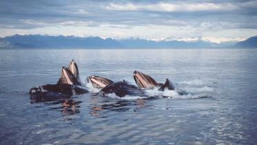 Buckelwale mit aufgesperrten Mäulern bei der Nahrungsaufnahme, Juni 1995