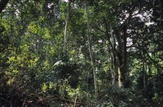 rainforest Congo