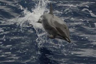 Delfin begleitet die Esperanza