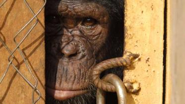 Schimpanse im Käfig eingesperrt, Kamerun im März 2003