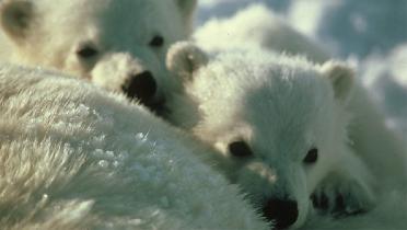 Eisbär Junge in der Arktis