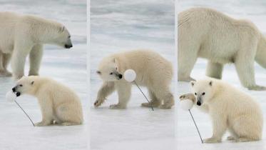 Ein junger Eisbär erkundet eine Markierungskugel, Arktis-Expedition 2011