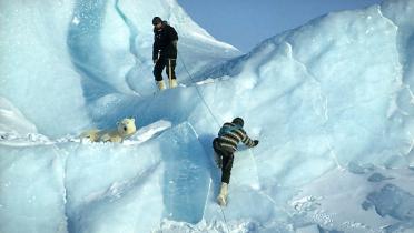 Eisbärforschung in der Arktis