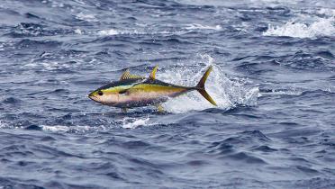 Gelbflossen-Thun über Wasser