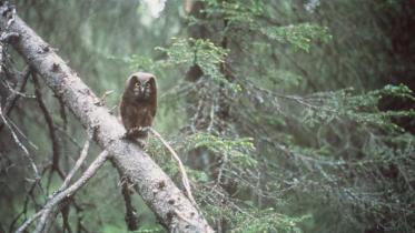 Junge Eule im Urwald in Finnland, Taivalkoski, im Juni 2002