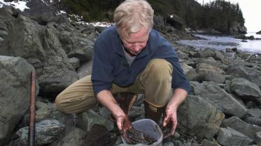 Altes Öl von 1989 aus dem Tankerunglück der Exxon Valdez wird untersucht. März 2004