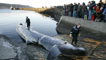 Ein harpunierter Finnwal wird im Hafen von Hvalfjrour an Land gezogen. Oktober 2006