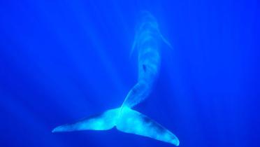 Unterwasseraufnahme eines Finnwals