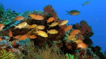 Fische und Korallen im Apo Island Meeresschutzgebiet. April 2006