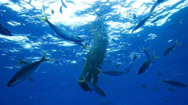 Illegaler Fischsammler schwimmt im Westpazifik, September 2009