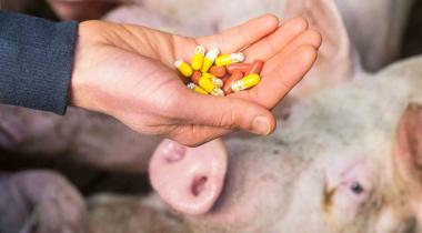 Symbolfoto Tierhaltung: Vor einem Stall mit Schweinen ist eine Hand voll Antibiotika zu sehen.