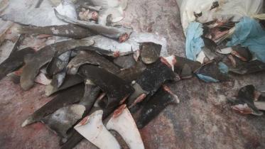 Abgetrennte Haifischflossen auf taiwanesischem Schiff im April 2008