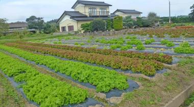 Gemüse in einem Garten in Japan