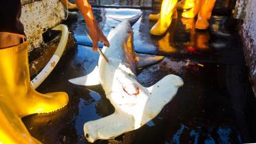 Ein scheinbar toter Hammerhai liegt auf dem Boden. 