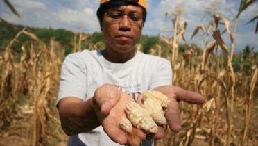 Philippinischer Farmer hält seine vertocknete Ernte in den Händen. 