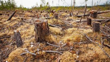 Ein kahlgeschlagener Urwald voller Baumstümpfe. 