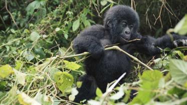 1 Jahr altes Berggorilla Baby spielt im Kongo Regenwald, im Februar 2006