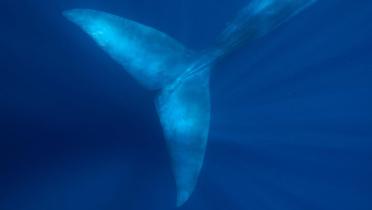 Eine Walflosse - ein Sinnbild für den Umgang des Menschen mit der Natur