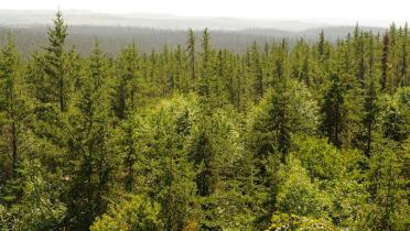 Blick über den Broadback Valley Forest in Kanada.