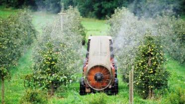 Ein orangefarbener Traktor fährt durch Reihen von Apfelbäumen. Er sprüht weiße Wolken: Pestizide zur Schädlingsbekämpfung.