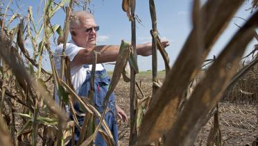 Ein Bauer in Iowa, USA, zeigt sein verdorrtes Maisfeld.