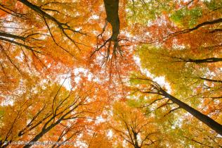 Herbst im Buchenwald Spessart