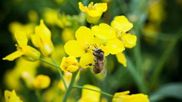 Biene auf einer Rapsblüte