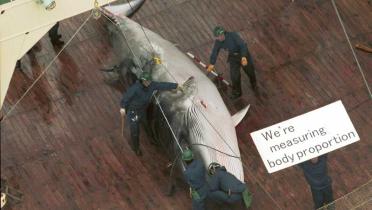 Ein toter Minkwal liegt auf den Planken eines Schiffes, um ihn herum stehen vier Arbeiter. Ein fünfter hält ein Schild in die Höhe mit der Aufschrift "We're measuring body proportion"