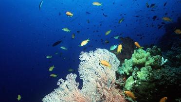 Gorgonien und Fische im Pixie Pinnacle