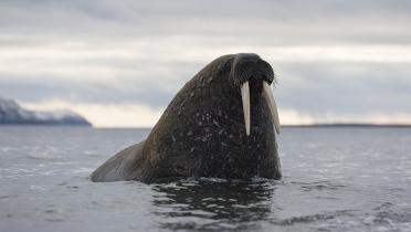 Walross im arktischen Meer