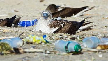 Blaufusstölpel an einem Strand an der peruanischen Küste, um sie herum liegt Plastikmüll.